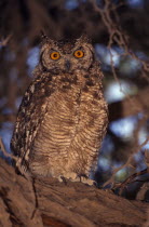 Close up of a Spotted Eagle Owl sitting on an acacia tree branch