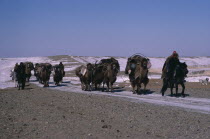 Kazakh minority people moving camp riding horses and leading pack camels.