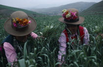 Tu minority women working in WFP Project wheatfields.