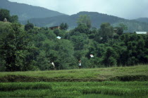 Boys flying kites  a traditional festival sport.