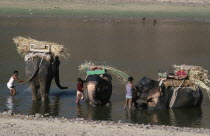 Washing working elephants in the lake.