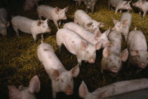 Piglets in a pigpen looking towards lens