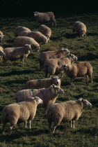 Sheep grazing in field.