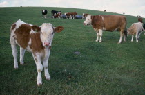 Cows grazing in a field with calf standing in foreground.