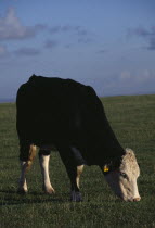 Single black and white cow grazing on Sussex Downs.