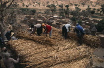 Communal re-roofing with millet straw of Dogon village meeting house or Togana.