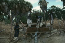 Beja Nomads working on Oxfam sponsored irrigation project.  Water is drawn from well and run along irrigation channel.