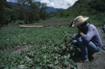 Men using small scale irrigation system on water melon crop.
