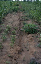 Soil erosion due to ploughing down slope.