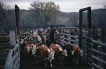Cowboys with cattle in cor-ral.