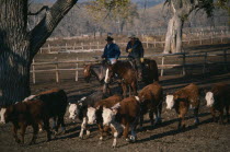 Two cowboys on horses herding young cattle steers on ranch.