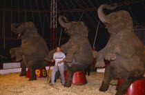 Elephant trainer inside circus tent with three performing elephants.