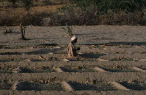 Man praying in irrigated vegetable plots in village threatened by encroaching desert.