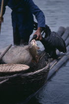 Fisherman retrieving caught fish from cormorant.