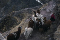 Shepherd family on long descent to Pitumarca to sell  their alpaca.