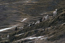 Woman taking her alpaca herd out to graze walking along mountain road.