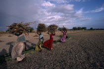 Women carrying bundles of firewood on their heads.