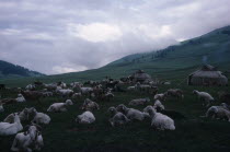 Kazakh nomad felt tents or kigizuy in summer pasture with sheep herd in the foreground.