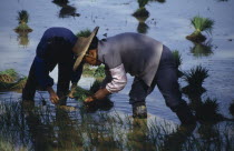 Transplanting rice in paddy field on the outskirts of Kunming.