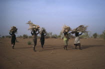 Women in desert area carrying bundles of firewood on their heads.