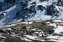 Taking alpaca out to graze on snow covered pasture near Sibinacocha.