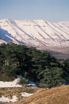 Cedars of Lebanon Cedrus lebani.  Ancient trees in forest remnant known as Cedars of the Lord with snow covered mountains behind.