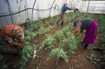 Haddas.  Women tending plants in polytunnel on city outskirts.