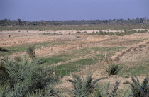 Former marshland area under cultivation near Nasiriyah.