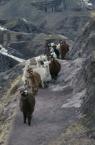 Shepherd family and alpaca herd begining long descent along mountain road to market in Pitumarca.