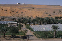 Desert farm with vegetables and salads growing under plastic.