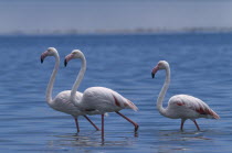 Flock of Greater Flamingoes wading in the shallow salt pans with the lagoon beyond