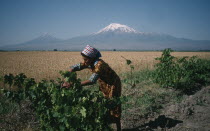 Village woman working on vines in rural area with Mount Ararat behind.