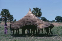 Dinka moving thatched roof of hut.