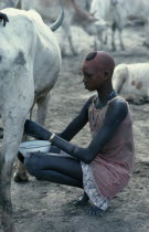 Young Dinka woman with face and head coloured with red powder milking cow in cattle camp.