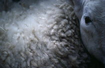 Close view of single sheep showing eye and fleece.