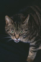 Tabby cat against black background