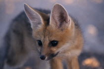 Cape Fox pup in Etosha  Namibia  waiting at the den for the parents to return.