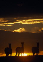 Three zebra silhouetted against golden sunset on the great plains in Etosha  Namibia.