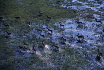 Aerial view looking down on herd running through watery landscapeof the Okavango Delta in Botswana.