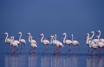 Colony of birds wading in shallow water of salt pans in Walvis Bay  Namibia.