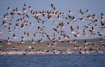 Mass of birds in flight over salt pans in Walvis Bay   Namibia.