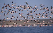 Mass of birds in flight over salt pans in Walvis Bay   Namibia.