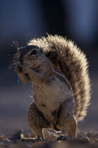 Close up of a ground squirrel in Etosha National Park  Namibia.