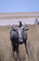 Single Blue Wildebeest  in Etosha National Park  Namibia.