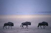 Three Blue Wildebeest on the Etosha Pan in Etosha National Park  Namibia.