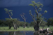 Ghost forest trees seen against dark stormy sky.