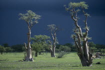 Ghost forest trees seen against dark stormy sky.