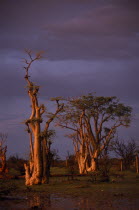 Ghost forest trees in warm evening light against dramatic stormy sky.