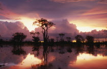 Ghost forest trees silhouetted against dramatic pink sky after summer storm reflected in lake.