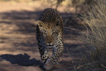 Leopard walking along edge of long grass in Namibia.